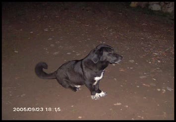 bizim haylaz köpeğimiz tobi