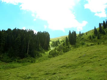 Svidevela