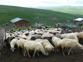 Yaşam - Portreler
