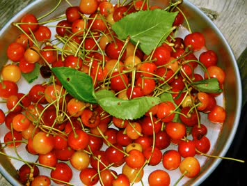Köy Kirazı