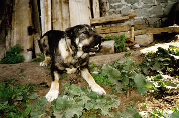 Bölük Şavşatın En Meşhur Köpeği