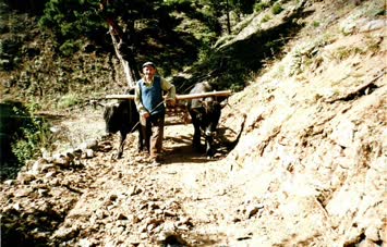 Büyükbabam.