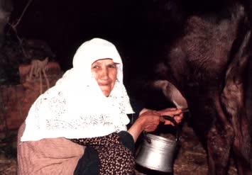 Teyzem sitili ile inek sağıyor