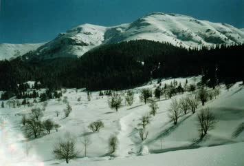 Şavket