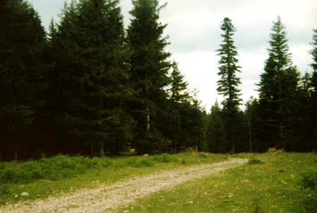 Şavket