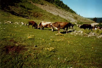 Akdamla