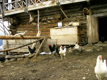 Aşağı koyunlu köyü tavuklarindan bir görünüm