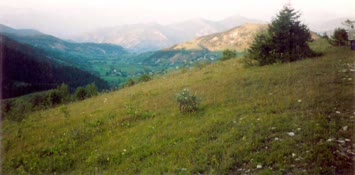 Karaağaç