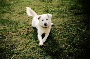 Coni