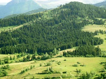 seslavur /gogola