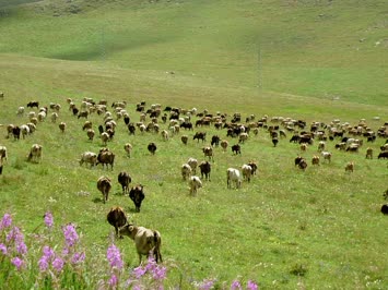 seslavur /nagir