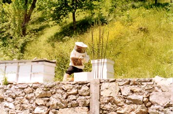 Arıcılık / Yanıklı Köyü