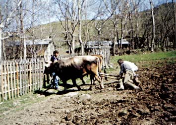 köyümde ekin