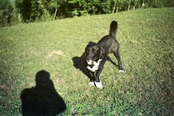 VE yine o yaramaz köpeğimiz tobi