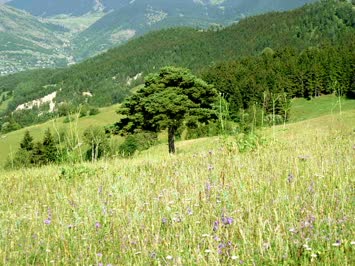 tikina/zirikana