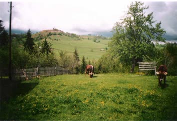 Köyüm