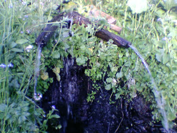 cift pungar