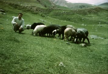 ÇOBAN