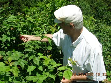 Yilmaz Yazar ahududu toplarken