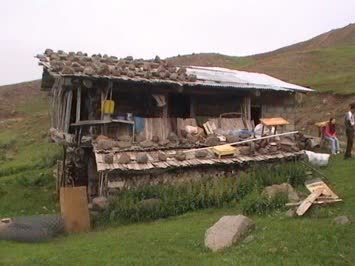 saray yavrusu