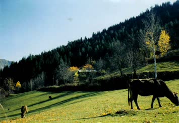 UVANES