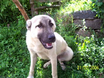 KÖPEK