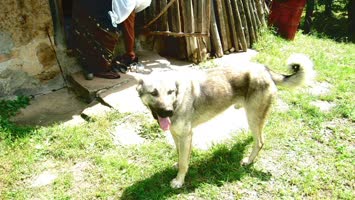 Kemal Taban’in köpegi
