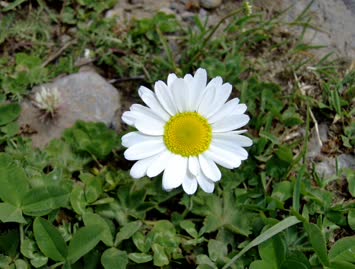 Cin Dagi / 25.07.2006