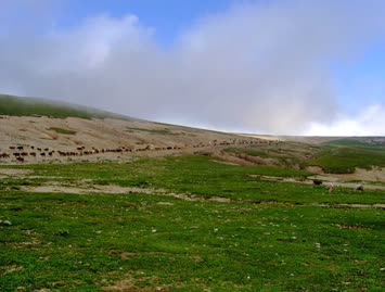 Akşam Üzeri Mal Dönüşü / Cindagi / 25.07.2006