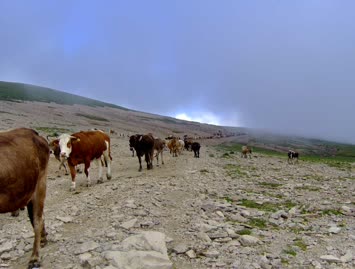 Akşam Üzeri Mal Dönüşü / Cindagi / 25.07.2006