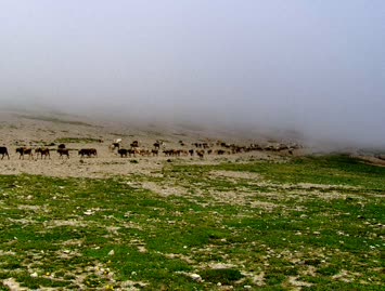 Akşam Üzeri Mal Dönüşü / Cindagi / 25.07.2006