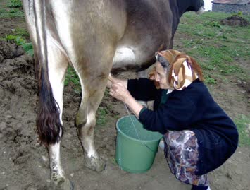 Sağım Zamani / Cindagi