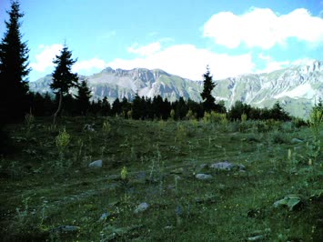 Xıxa