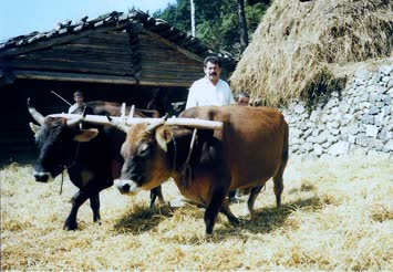 Turmanize