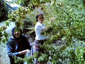 Kızılcık Topluyorlar 2006
