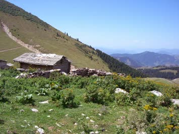 Sinkot