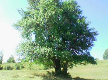 SANAXEVRA