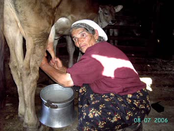 gülsi