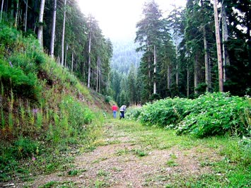 Merya Sırtlar