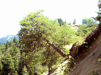 Egri Çam