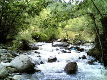 kadiçala çay