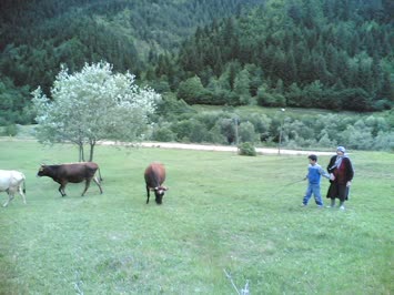Kadicala 2006