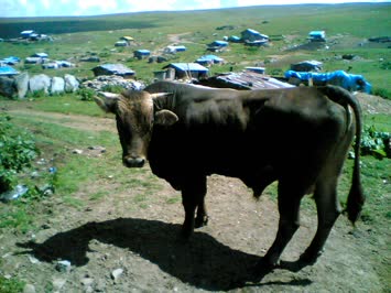 Montof