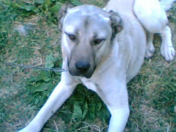 ciyoo008