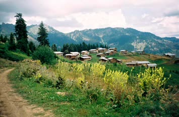 Gülben Yazıcı