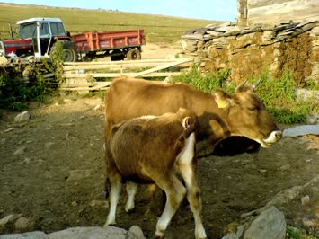 2006