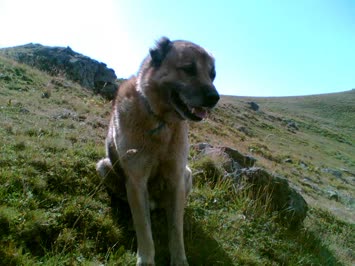 köpeğim
