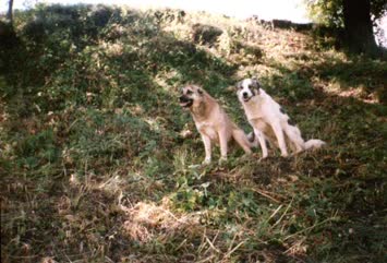 köpeklerim