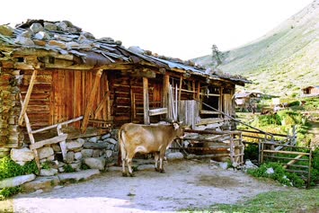 sağılmayı bekliyor