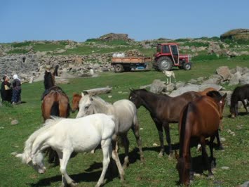 Nusret Erişti den..